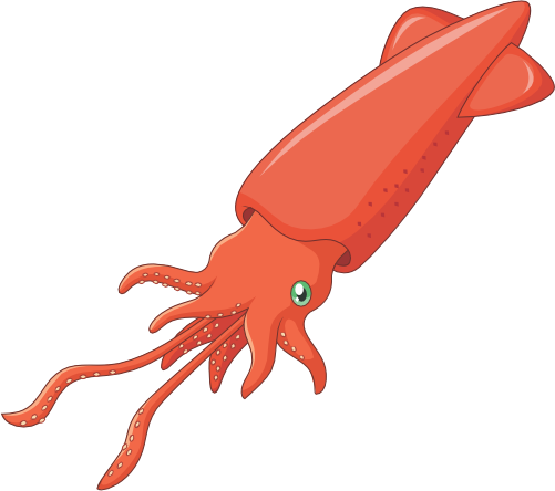 (s337-8-2V) Squid