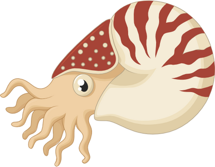 (s337-8-1W) Nautilus