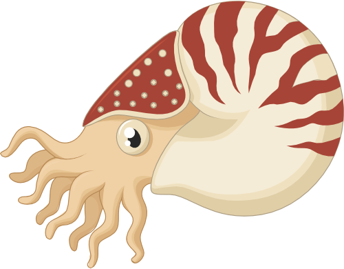 (s337-8-1W) Nautilus