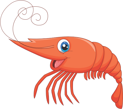 (s337-8-1Y) Shrimp
