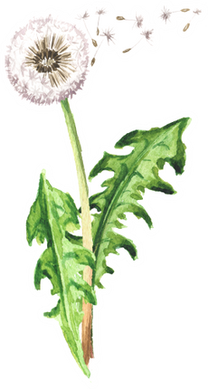 (347-D) Watercolor Dandelions