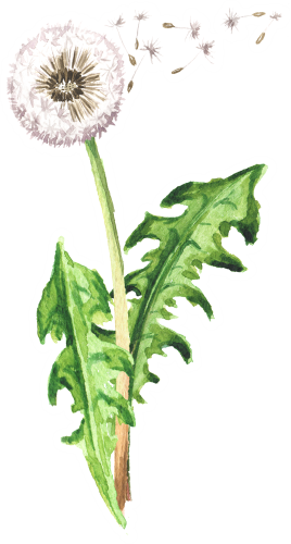 (347-D) Watercolor Dandelions