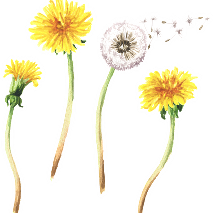 (347-E) Watercolor Dandelions