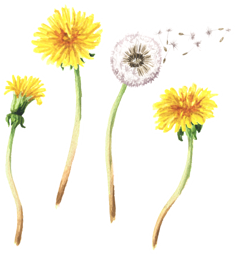 (s347-E) Watercolor Dandelions