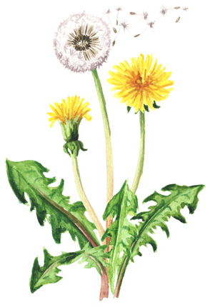 (347-F) Watercolor Dandelions