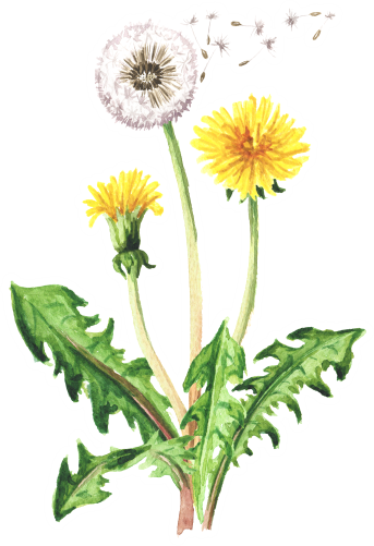 (s347-F) Watercolor Dandelions