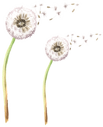 (347-G) Watercolor Dandelions