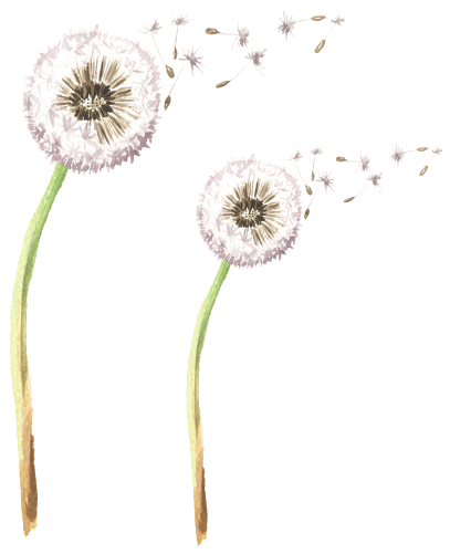 (347-G) Watercolor Dandelions
