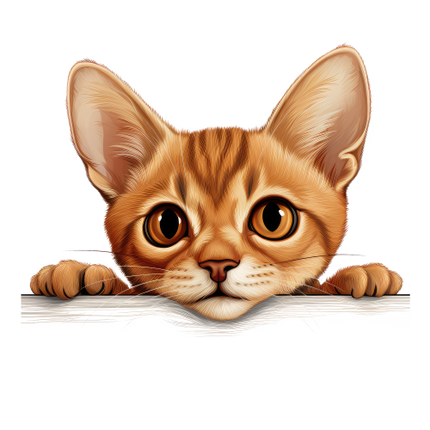 (s356-11-1A) Peeking Abyssinian Cat