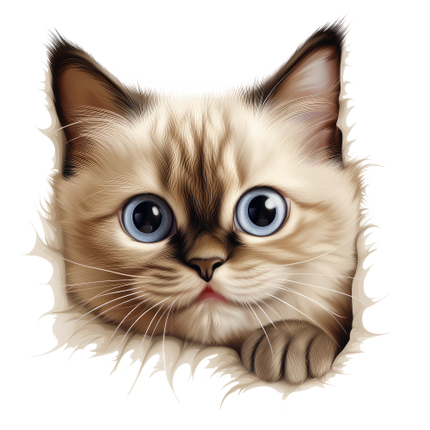 (s356-11-1D) Peeking Birman Cat