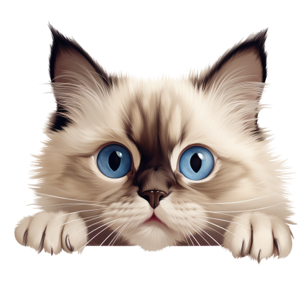 (s356-11-1N) Peeking Ragdoll Cat