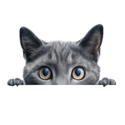 (s356-11-1O) Peeking Russian Blue Cat