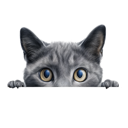 (s356-11-1O) Peeking Russian Blue Cat
