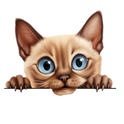 (s356-11-1T) Peeking Tonkinese Cat