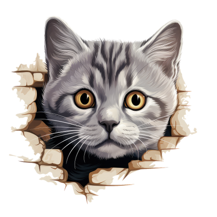 (s356-11-1Y) Peeking Burmilla Cat