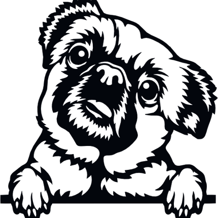 (s356-01-1F) Peeking Pug