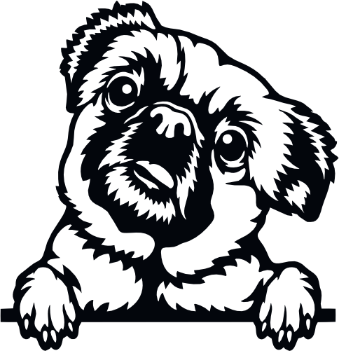 (s356-01-1F) Peeking Pug