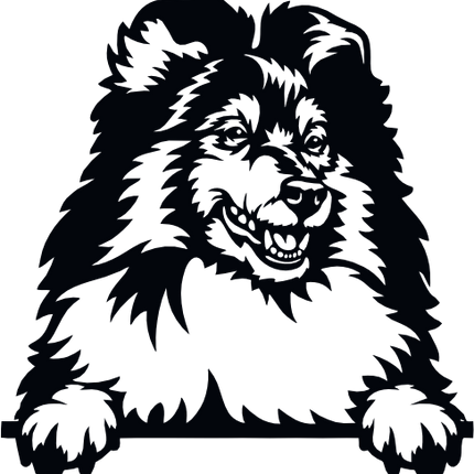 (s356-01-1P) Peeking Collie