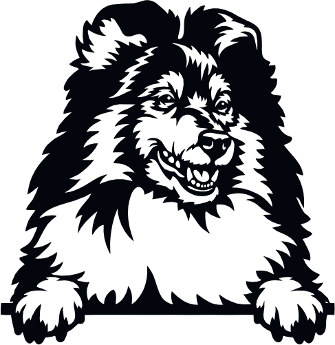 (s356-01-1P) Peeking Collie