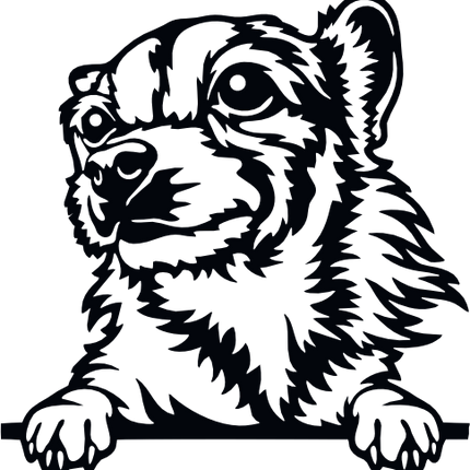 (356-01-1T) Peeking Chihuahua Mix