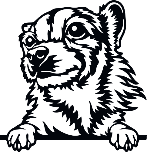 (356-01-1T) Peeking Chihuahua Mix