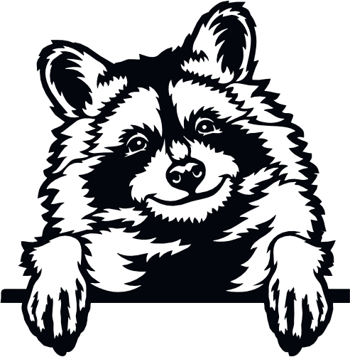 (s356-03-1D) Peeking Racoon