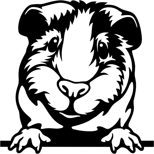 (356-03-1J) Peeking Guinea Pig