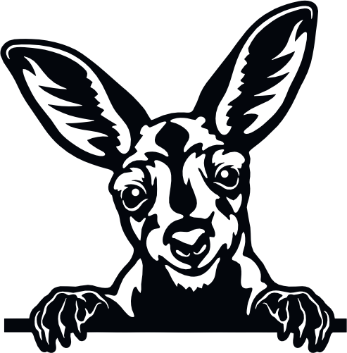 (s356-03-1O) Peeking Kangaroo