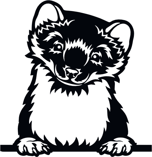 (s356-03-1T) Peeking Ferret