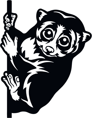 (s356-03-1W) Peeking Loris