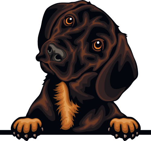 (s356-07-5E) Peeking Dachsund