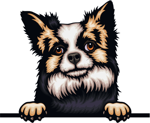 (s356-07-5K)  Peeking Chihuhua