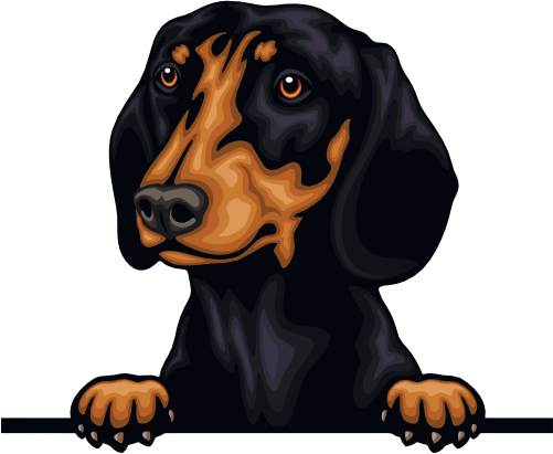 (s356-07-5O) Peeking Dachsund