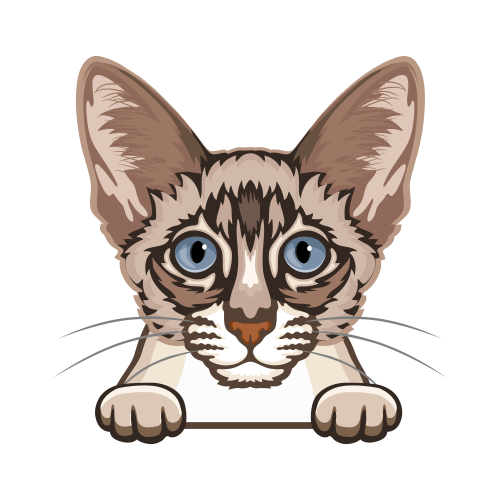 (s356-09-C) Peeking Cat