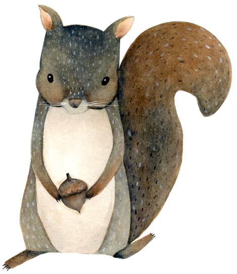 (s379-1-F) Squirrel