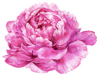 (396-03) Peonies