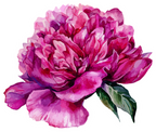 (396-03) Peonies