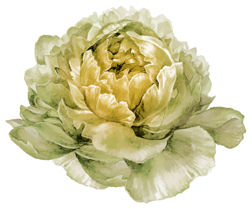 (396-03) Peonies