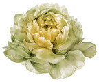 (396-03) Peonies
