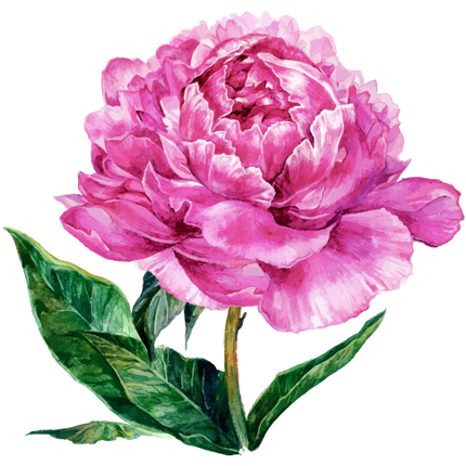 (396-03) Peonies
