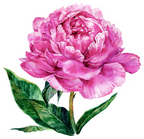 (396-03) Peonies