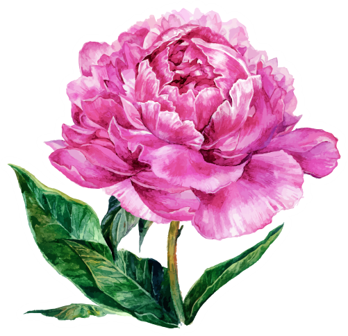(396-03) Peonies