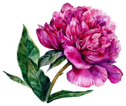 (396-03) Peonies