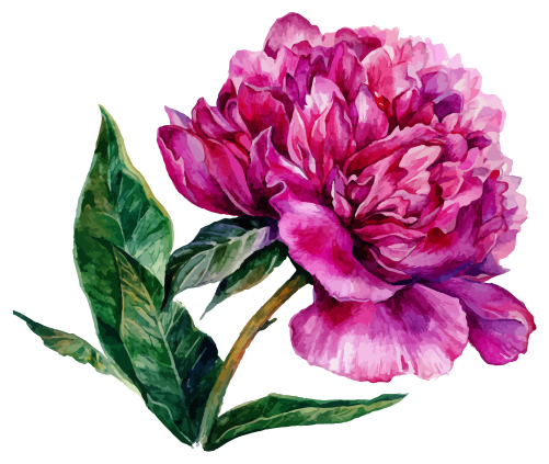 (396-03) Peonies