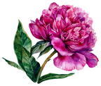 (396-03) Peonies
