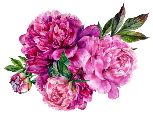 (396-03) Peonies