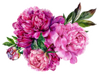 (396-03) Peonies