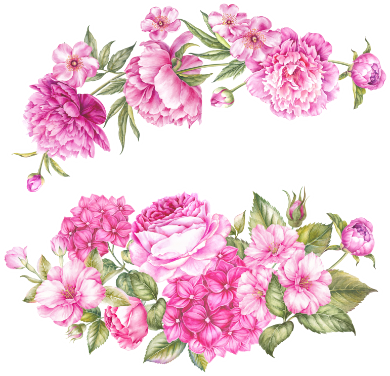 (s396-1-H) Pink Roses Hydrangeas Watercolor Flowers