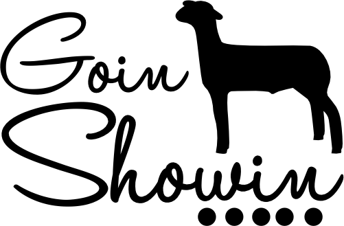 (s003-11-C) Goin Showin' Lamb Sheep