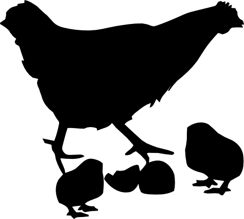 (s003-01-A) Chicken Hen Chicks